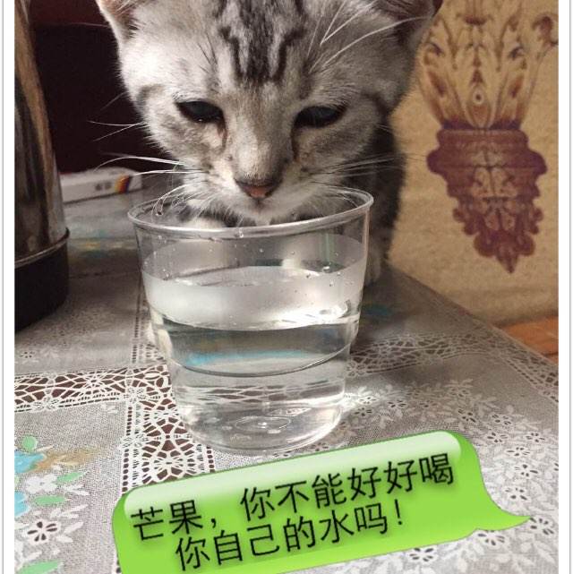 网上能查出高中毕业证吗